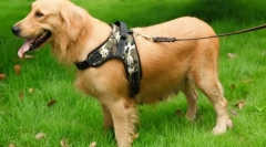 Машина за кучиња: лесен начин да ги задржите миленичињата повремено